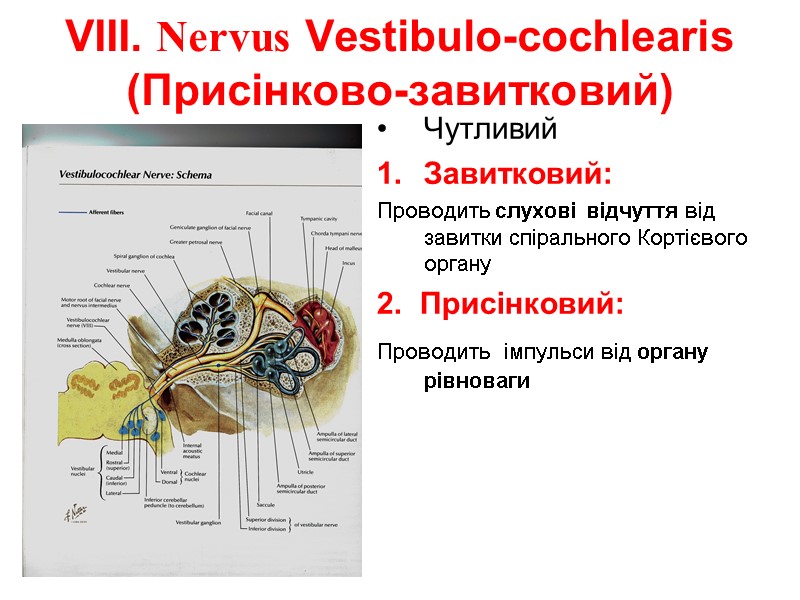VIII. Nervus Vestibulo-cochlearis (Присінково-завитковий) Чутливий Завитковий: Проводить слухові відчуття від завитки спірального Кортієвого органу